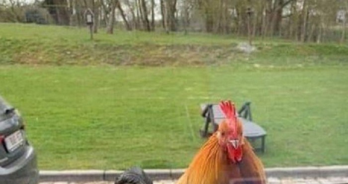 Liku je bilo užasno dosadno u karanteni pa je učinio nešto urnebesno smiješno