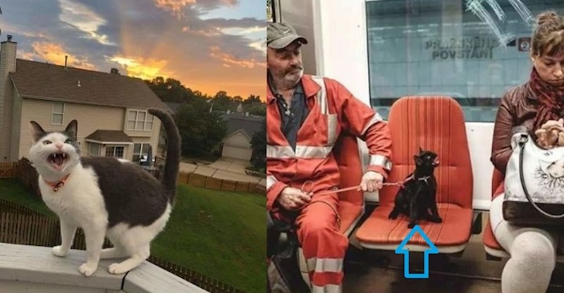 18 mačaka čije mjaukanje je toliko opasno da se čuje i kroz ekran