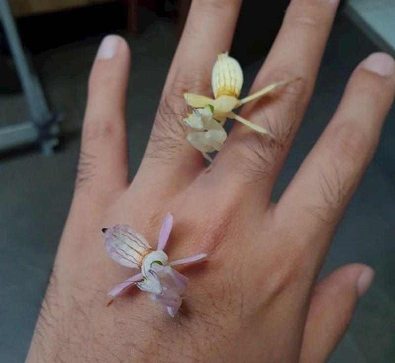 Bogomoljke koje izgledaju kao orhideje