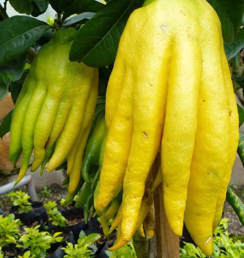 Ovo voće kao da imam prste