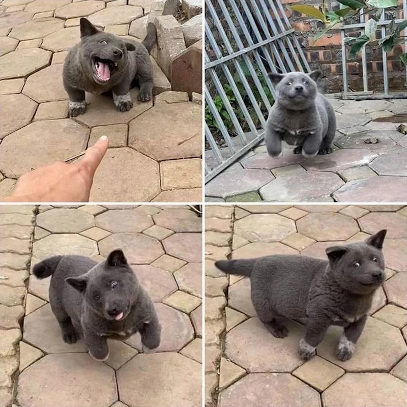 "Upoznajte najveselijeg psića na svijetu!"