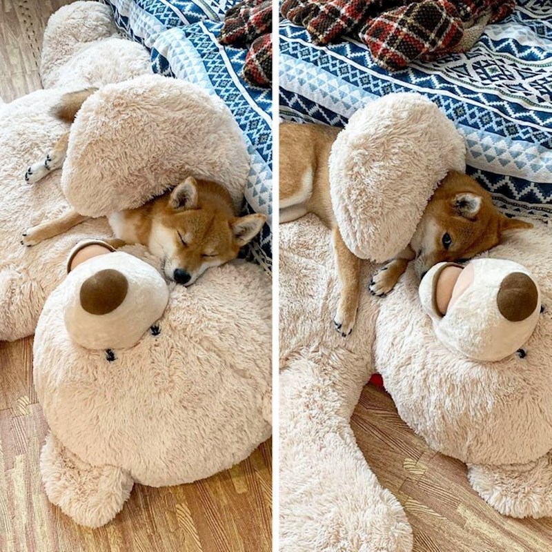 Ponekad je sve što ti treba veliki plišani medvjedić...