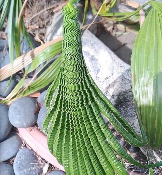 Neobičan oblik palmine grane