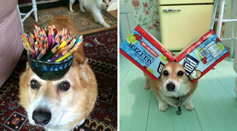 Ovaj korgi je najmirniji pas na svijetu, vlasnik mu može bilo što staviti na glavu