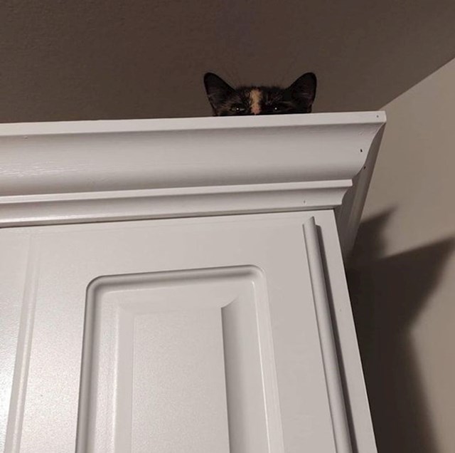 Gdje je moja mačka?