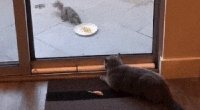 Nepozvana vjeverica pokušala je pojest mačkinu hranu, vlasnica je snimila urnebesnu scenu