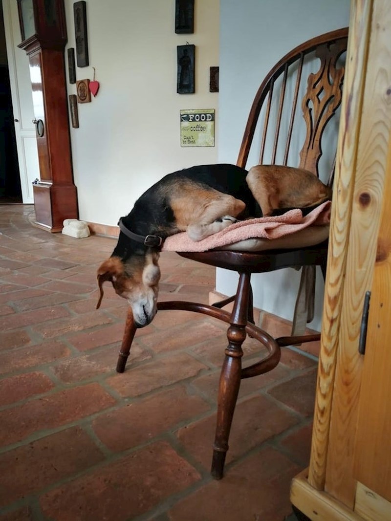 "Moj pas spava u neobičnom položaju..."