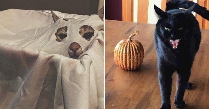 Ove mace su se totalno ufurale u Halloween raspoloženje