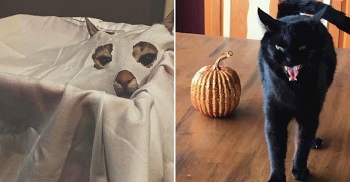 Ove mace su se totalno ufurale u Halloween raspoloženje