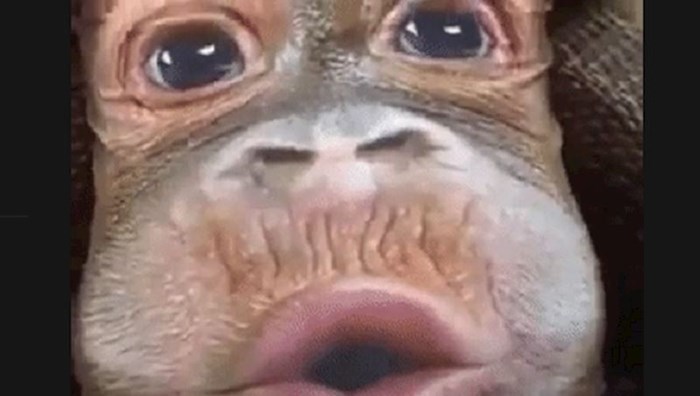 Ovaj majmun zapravo je nešto potpuno drugo što će vas nasmijati