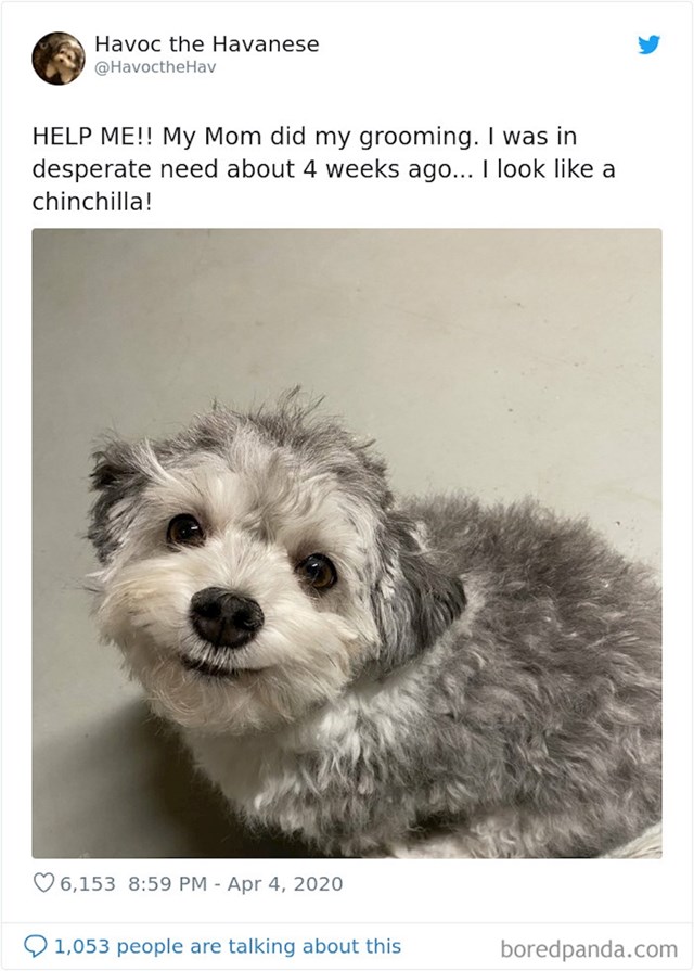 vlasnici objavljuju fotke svojih pasa koje su sami ošišali za vrijeme karantene i to izgleda grozno