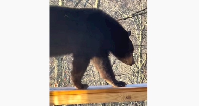 VIDEO Ljudima se u dvorištu pojavio pravi pravcati medvjed. Nećete vjerovati što je napravio