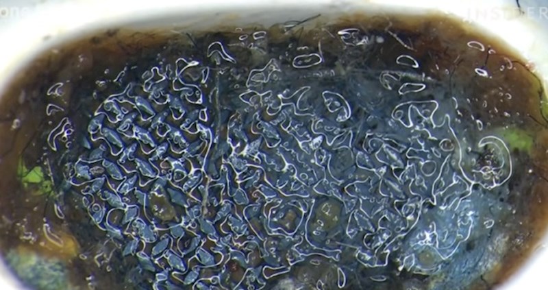 VIDEO Netko je izbliza snimio prljavštinu u mobitelima i slušalicama. Ovo je odvratno