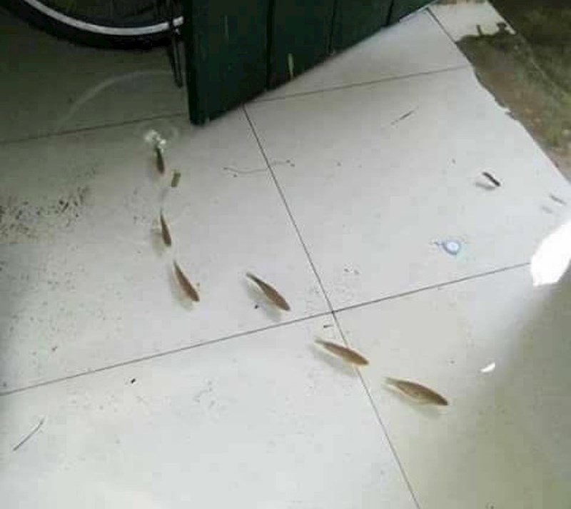 Prilično neobičan prizor, posljedica je poplave