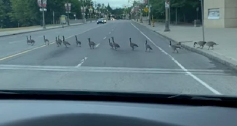 Guske su zaustavile promet, žena koja je snimala nije se mogla prestati smijati