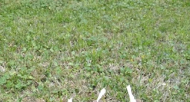 Ovi likovi dosjetili su se kako osigurati velike količine wc papira, pogledajte njihovu ideju