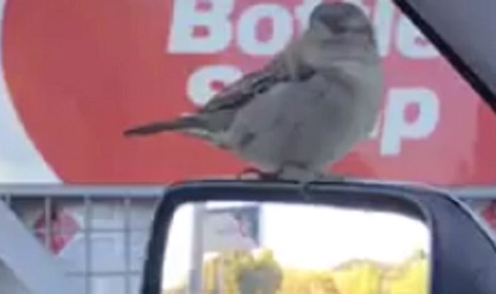 Ljudi nisu mogli vjerovati što vide, kakva je ovo ptica?