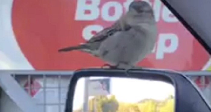 Ljudi nisu mogli vjerovati što vide, kakva je ovo ptica?