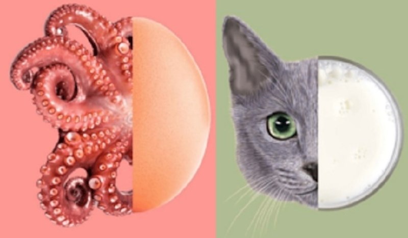 Ove činjenice o životinjama sigurno niste znali, ostavit će vas bez teksta