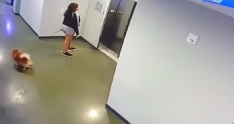 Cura je ušla u dizalo, a pas je ostao vani i dizalo ga je skoro povuko, kada se desilo nešto nevjerojatno