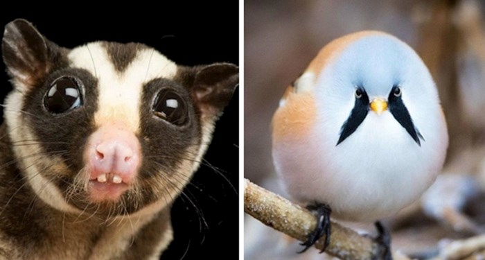 20 slika životinja koje izgledaju tako čudno da nećete vjerovati da su prave