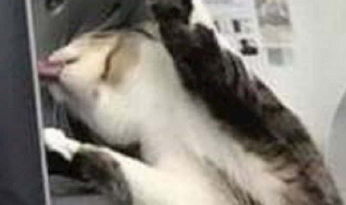 Lik je odveo mačku veterinaru, ona se počela jako čudno ponašati