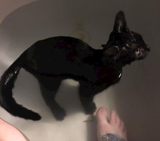 Ovoj mački čak ni voda ne predstavlja problem kako bi došla do svog vlasnika