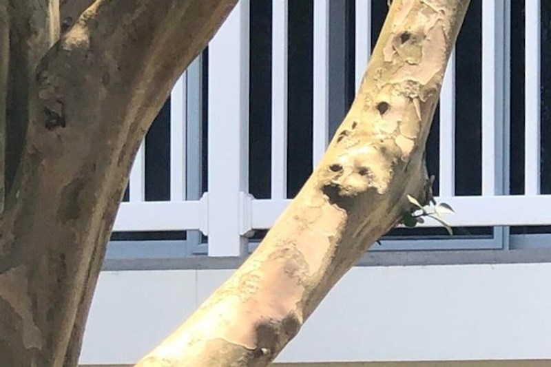 Izgleda kao da je pas zarobljen u stablu