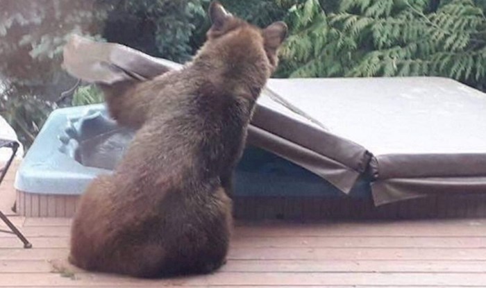 Medvjed je skinuo zaštitu s jacuzzi kade i okupao se, ovo je urnebesno