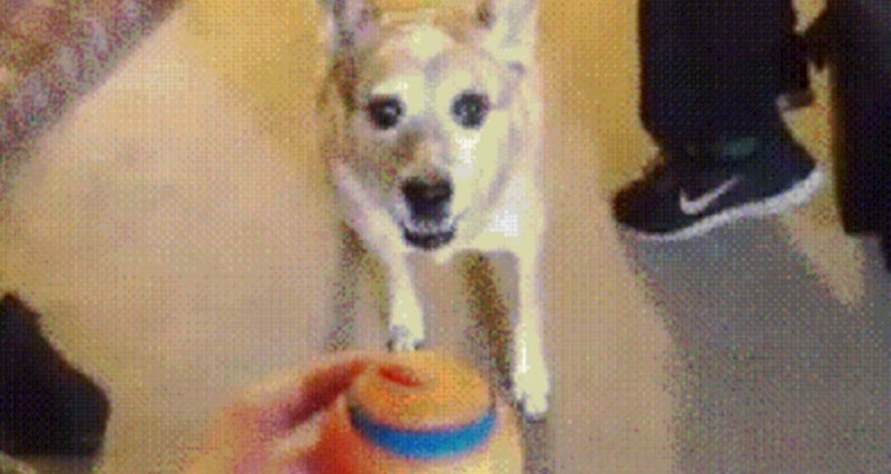 Ovaj mališan je trčao za lopticom, a onda se dogodilo nešto zbog čega su svi umrli od smijeha