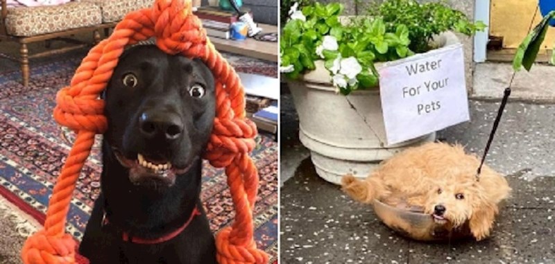 Vlasnici ovih kućnih ljubimaca fotkali su ih u urnebesnim situacijama