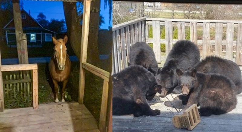 Ovim ljudima na vrata su došli nepozvani gosti i totalno ih iznenadili