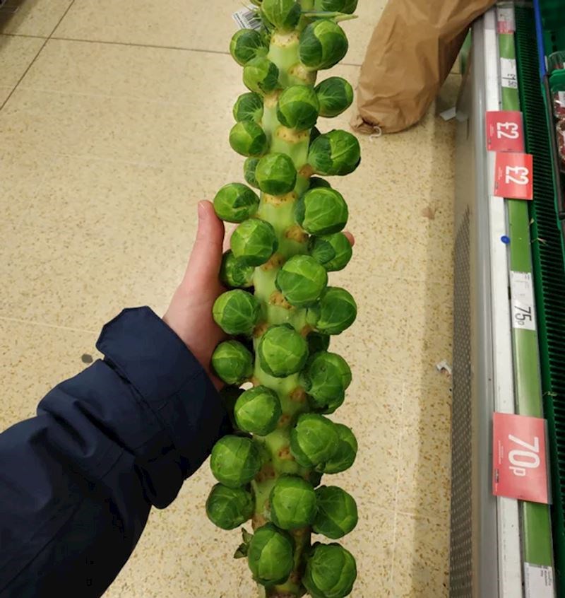 Ovako rastu prokulice