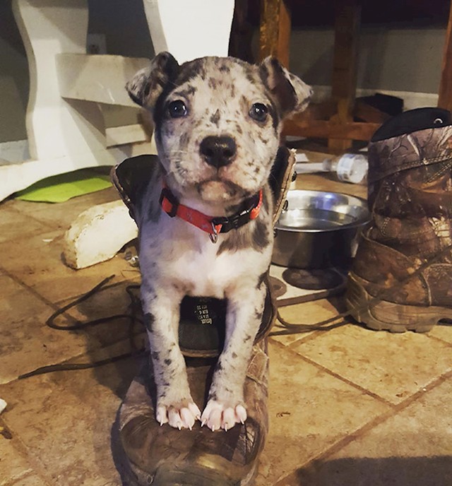 Australski ovčar + Pitt Bull
