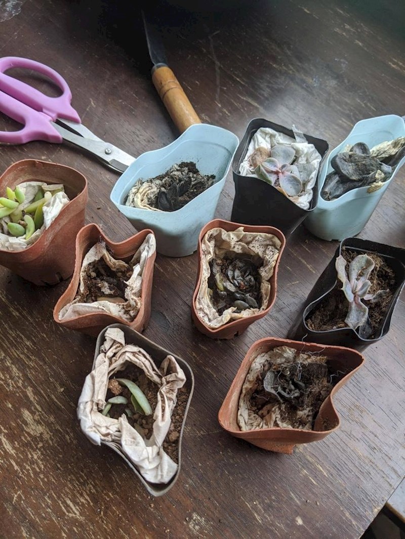 "Nemojte naručivati sukulente s Instagrama!"