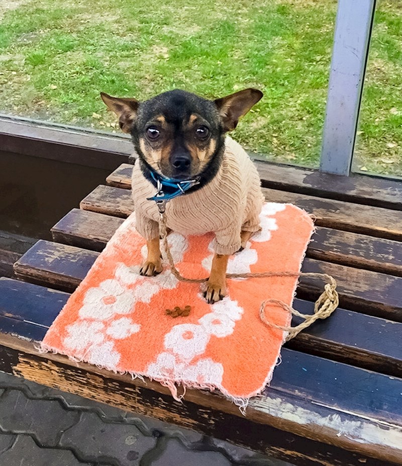 Starici je pozlilo na autobusnoj stanici, a njen psić ostao je sam. Uskoro je bio zbrinut i vraćen vlasnici