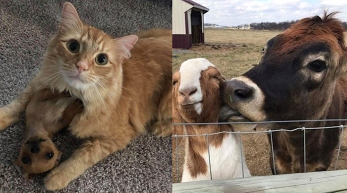 Fotke koje će nam dokazati da je prijateljstvo između životinja itekako moguće