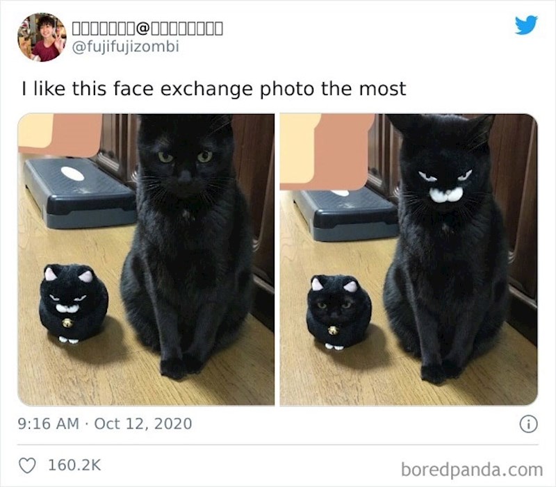 Vlasnica je pomoću aplikacije zamijenila lica mačke i plišane igračke