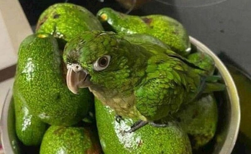 Životinje i predmeti koji su se potpuno stopili s okolinom