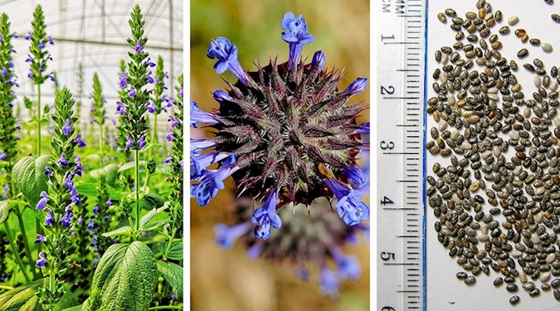 chia biljka i sjemenke