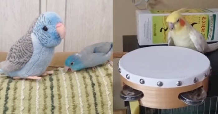 VIDEO Vlasnici su podijelili smiješne zgode svojih luckastih papiga