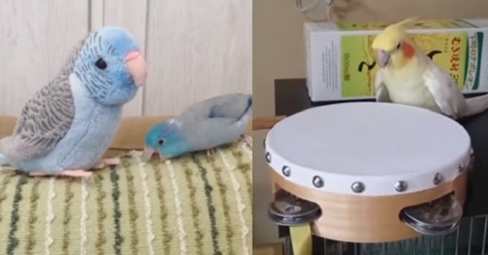 VIDEO Vlasnici su podijelili smiješne zgode svojih luckastih papiga