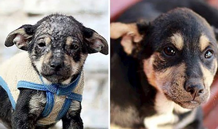 Fotke prije i nakon usvajanja napuštenih pasa kojima je ova organizacija dala drugu priliku za život