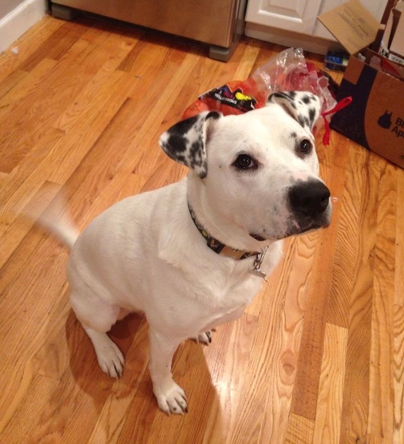 Ovaj mališan ima šare samo na ušima