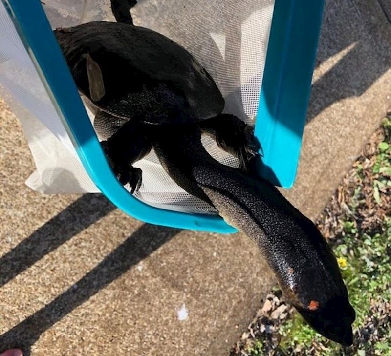 kornjača s dugim vratom Chelodina longicollis