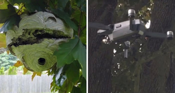 Lik je pokazao kako se riješiti ogromnog gnijezda stršljena pomoću drona
