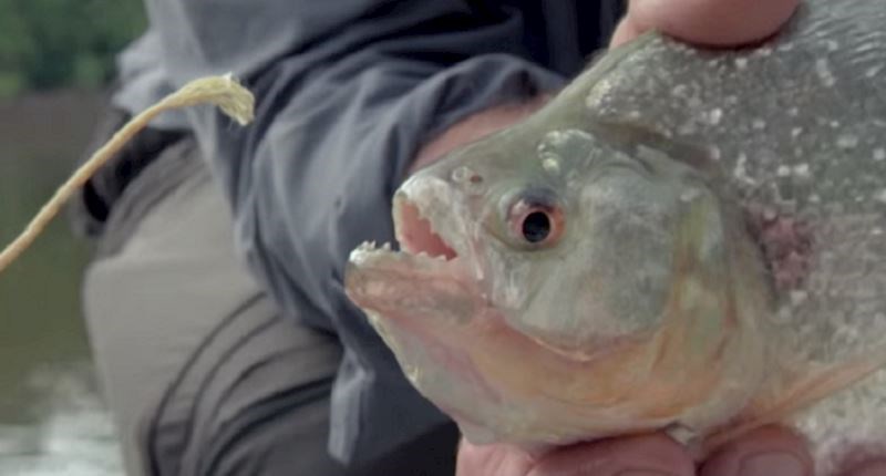 VIDEO Pogledajte ovu piranju koja grize sve pred sobom, jeste li znali da može pregristi čelik?