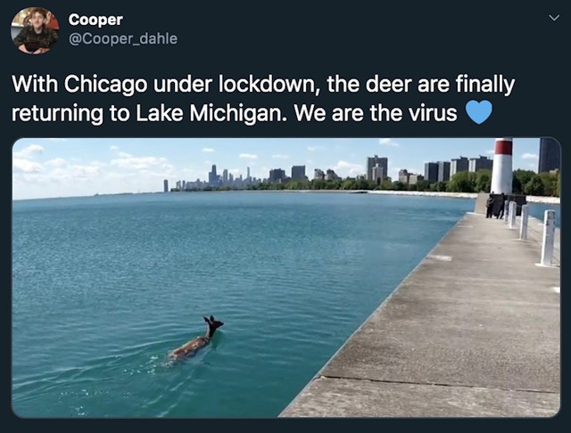 Jeleni se napokon vraćaju u jezero Michigan! :D
