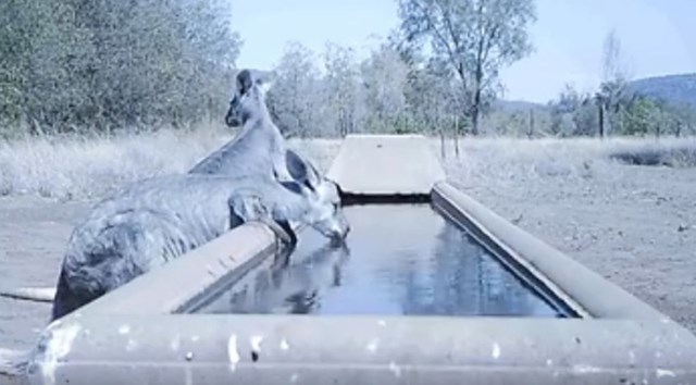 Farmer u Australiji postavio je vodu za gladne životinje.