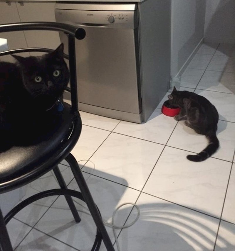 "Susjedova mačka nam je ušla u kuću i pojela hranu naše mačke"